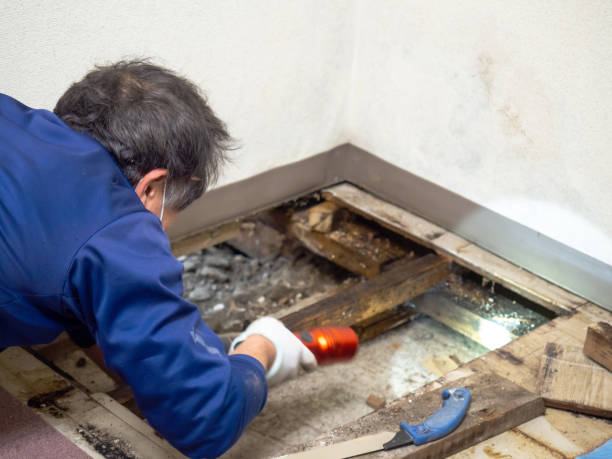 Best Mold Remediation Services  in Hollymead, VA