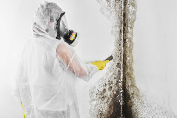 Best Toxic Mold Removal  in Hollymead, VA
