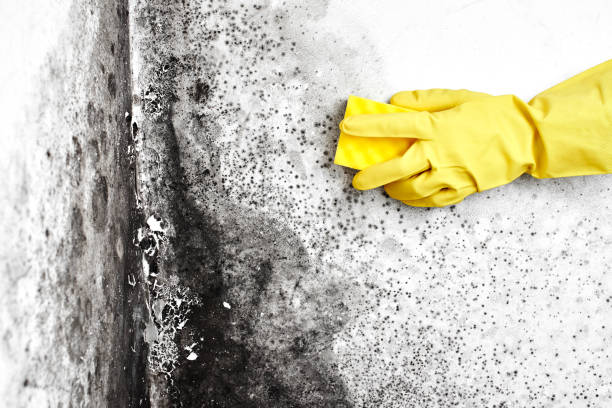 Best Mold Damage Repair  in Hollymead, VA