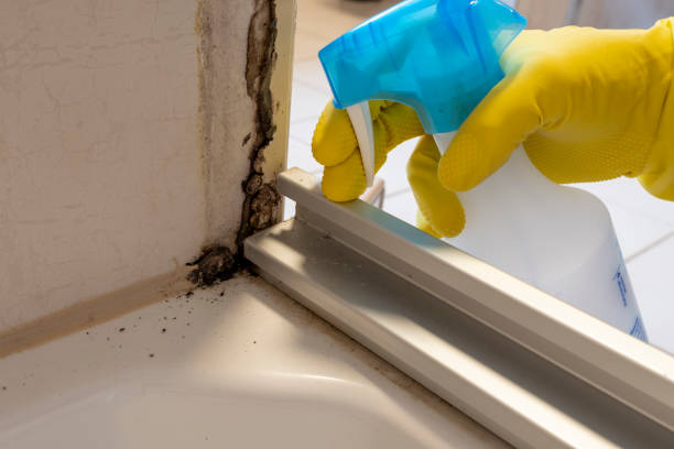 Best Mold Remediation Experts  in Hollymead, VA