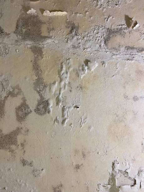 Best Mold Testing and Removal  in Hollymead, VA