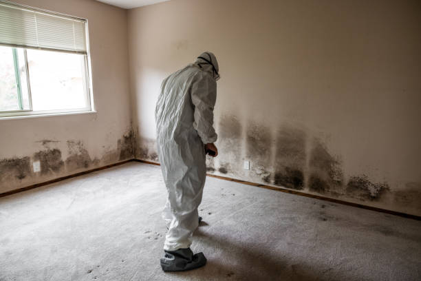 Best Emergency Mold Removal  in Hollymead, VA